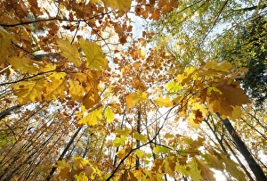 Colour Prints: Autumn leaves in deciduous woodland, Marsham Woods, Norfolk, England, October