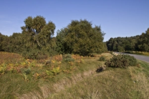 An autumn view Blaxhall Heath common, Tunstall Forest, Suffolk, England