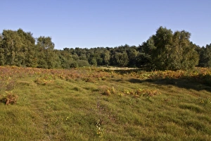 An autumn view Blaxhall Heath common, Tunstall Forest, Suffolk, England