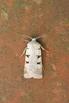 Noctuids Prints: Autumnal Rustic (Eugnorisma glareosa) adult, Essex, England