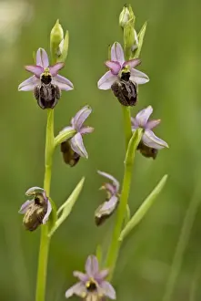 Aveyron Bee Orchid (Ophrys aveyronensis) flowering, Cernon Valley, Massif Central, France, May