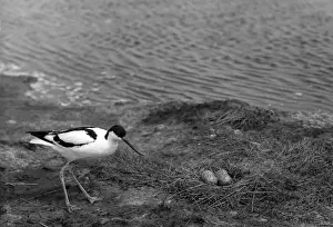 Havergate Prints: Avocet at nest with eggs on Havergate Island Suffolk -Taken by Eric Hosking 1950