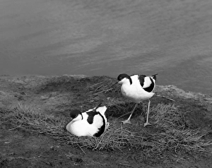 Avocet pair at nest on Havergate Island, Suffolk, Taken by Eric Hosking, June 1950