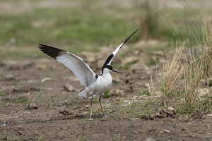 Aggression Prints: Avocet with wings raised