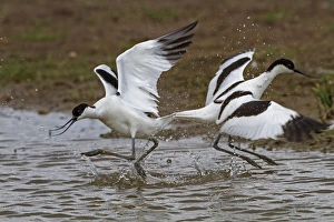 Aggression Prints: Two avocets fighting