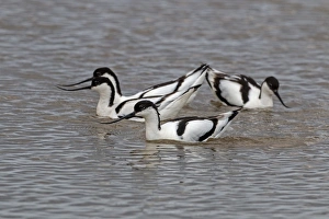 Aggression Prints: Avocets group display