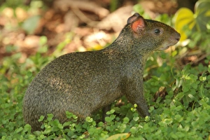 Sub Tropical Prints: Azara's Agouti (Dasyprocta azarae) adult