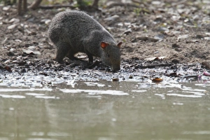 Azara's Agouti (Dasyprocta azarae) adult, drinking, Pantanal, Mato Grosso, Brazil