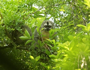 Azara's Night Monkey (Aotus azarae) adult pair, roosting by day in gallery forest, El Bagual, Formosa, Argentina, october