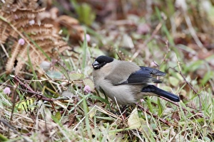 Finch Prints: Azores Bullfinch (Pyrrhula murina) adult
