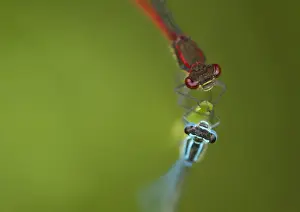 Damselfly Prints: Azure Damselfly (Coenagrion puella) and Large Red Damselfly (Pyrrhosoma nymphula) two adults