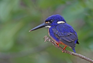 Kingfishers Prints: Azure Kingfisher (Alcedo azurea) adult