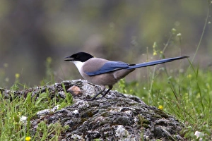 Azure winged Magpie calling - Monfrague, Extremadura, Spain