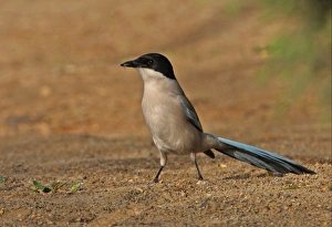 Magpie Prints: Azure-winged Magpie (Cyanopica cyana) adult