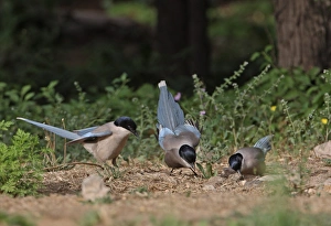 Magpie Prints: Azure-winged Magpie (Cyanopica cyana) three adults