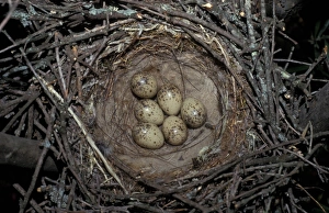 Corvids Prints: Azure-winged Magpie (Cyanopica cyana) six eggs in nest