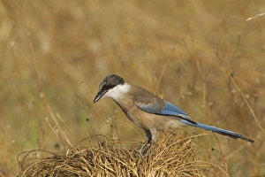 Magpie Prints: Azure-winged Magpie (Cyanopica cyana) juvenile