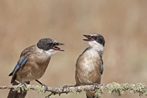 Interacting Prints: Azure-winged Magpie (Cyanopica cyana) two juveniles