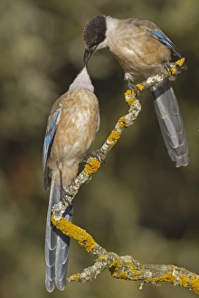 Azure-winged Magpie (Cyanopica cyana) two juveniles, interacting, perched on branch, Northern Spain, july