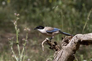Azure winged Magpie - Extremadura, Spain