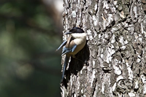 Azure winged Magpie - Extremadura, Spain