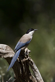 Azure winged Magpie - Extremadura, Spain