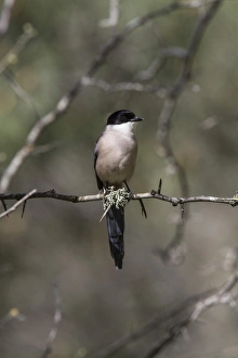 Magpie Prints: Azure winged Magpie - Monfrague, Extremadura, Spain