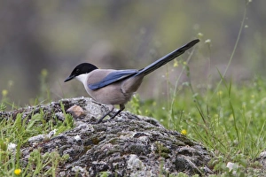 Azure winged Magpie - Monfrague, Extremadura, Spain
