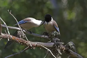 Groom Prints: Azure winged Magpies courtship grooming - Extremadura, Spain