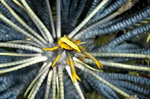 Decapod Prints: Babas Crinoid Squat Lobster (Allogalathea babai) adult