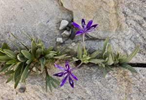 Cape Prints: Baboon-root (Babiana framesii) flowering