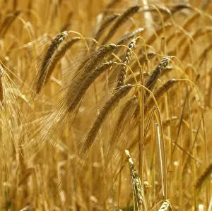 Backlit, silouetted golden ears of ripe two row barley plants, Hampshire