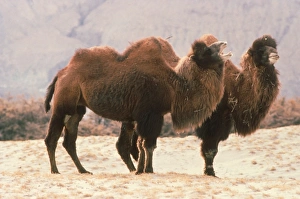 Bactrian Camel (Camelus bactrianus) two adults, winter coats, calling, Ladakh, Kashmir, India