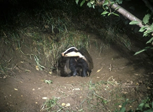 Mustelid Prints: Badger (Meles meles) Just emerged from sett