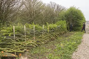 Badger Walker laying a hedge in the traditional Derbyshire style using wooden stakes