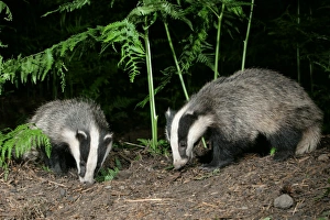 Images Dated 2011 December: Badger in woodland, 2 facing each other, meles meles