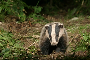 Images Dated 2011 December: Badger in a woodland. approaching camera, front on meles meles