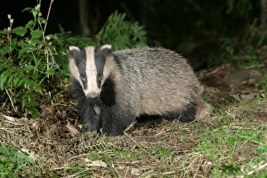 Images Dated 2011 December: Badger in a woodland. side, full body shown meles meles