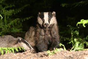 Images Dated 2011 December: Badger in a woodland. side, face on, meles meles
