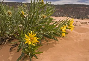 Sandy Prints: Badlands Mules Ears (Scabrethia scabra ssp)