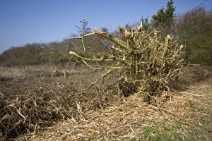 Destroy Prints: A very badly flailed hedge has done a lot of damage to this important habitat