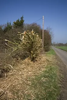 Destroy Prints: A very badly flailed hedge has done a lot of damage to this important roadside habitat