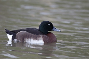 Critically Endangered Prints: Baers Pochard (Aythya baeri) adult male, swimming (captive)