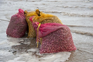 Caught Prints: Bags of harvested cockles after picking from cockle beds
