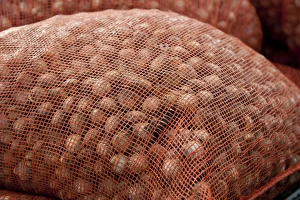 Bags of harvested cockles after picking from cockle beds, Foulnaze Bank, between Lytham and Southport, Ribble Estuary