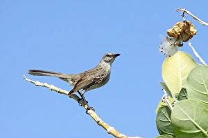 Mockingbird Prints: Bahama Mockingbird (Mimus gundlachii) adult