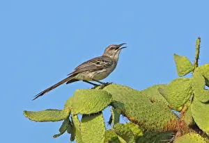 Cacti Prints: Bahama Mockingbird (Mimus gundlachii hillii) adult