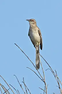 Bahama Mockingbird (Mimus gundlachii hillii) adult, perched on twig, Hellshire Hills, Jamaica, april