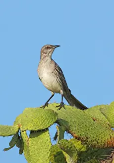 Bahama Mockingbird (Mimus gundlachii hillii) adult, perched on cactus, Hellshire Hills, Jamaica, april