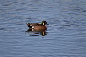 Baikal Teal (Anas formosa) x Blue-winged Teal (Anas discors) hybrid, escape from private collection, adult male